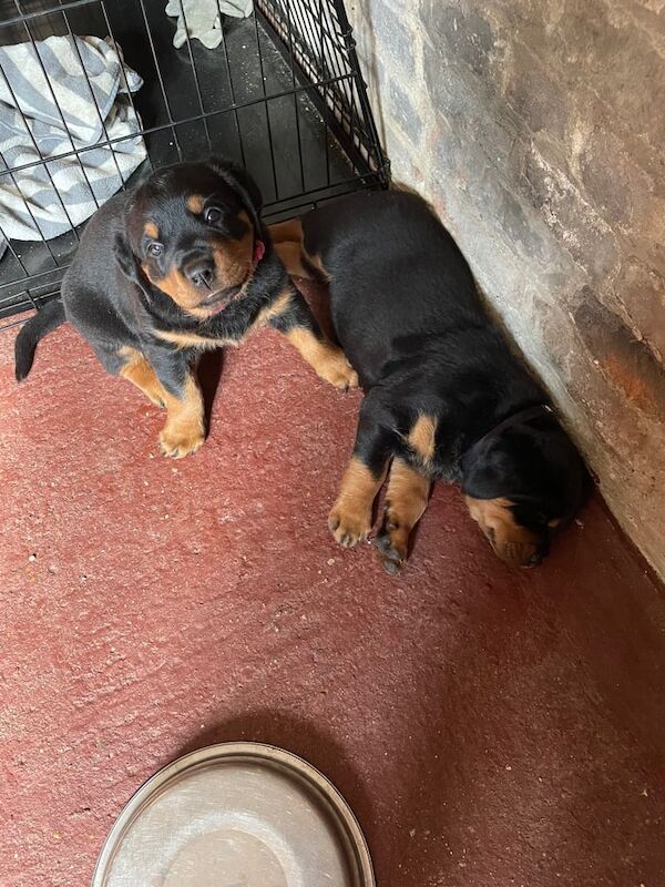 Rottweiler puppies for sale in Terrington St Clement, Norfolk – 5 weeks old - Image 3 of 3