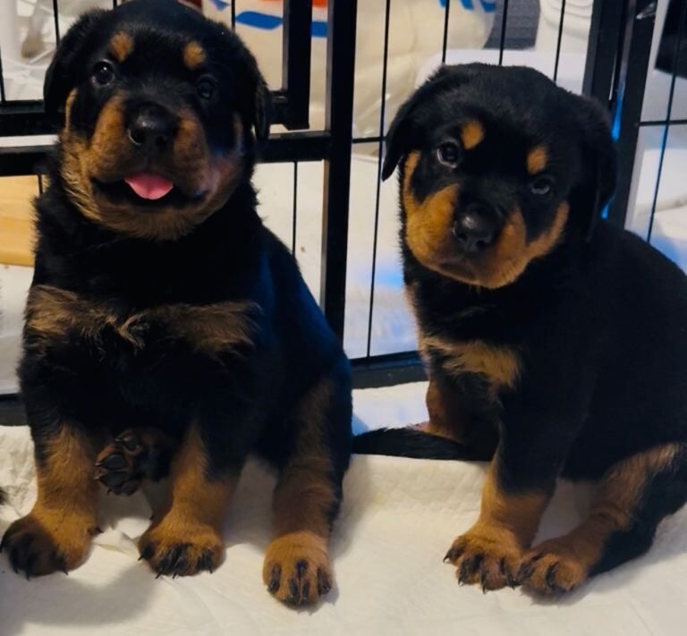 Kennel Club Registered Rottweiler Puppies For Sale