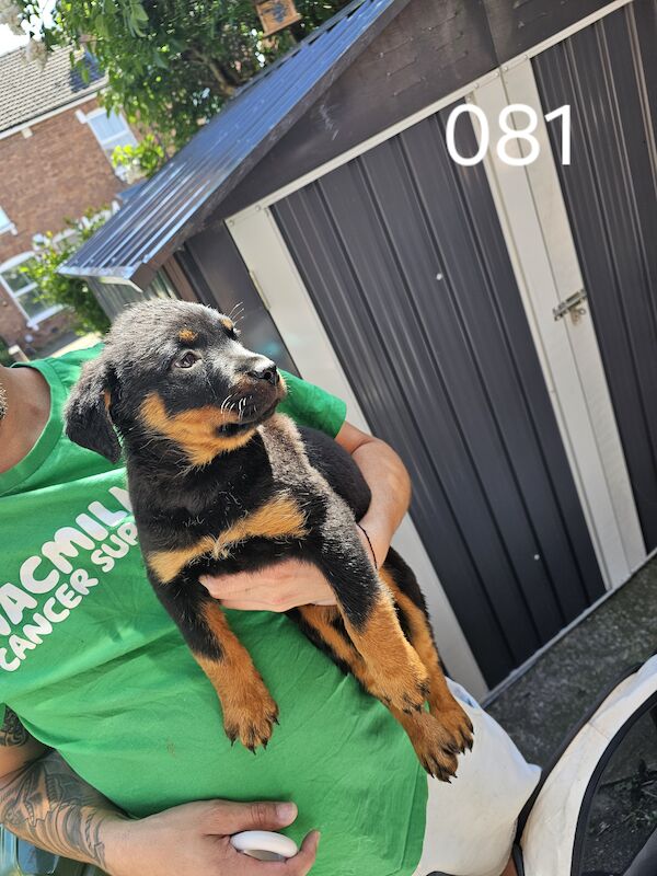3 rottweiler puppies for sale in Worcester, Worcestershire | Image 2