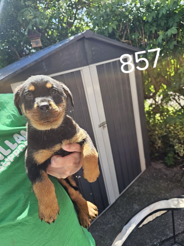 3 rottweiler puppies for sale in Worcester, Worcestershire | Image 3