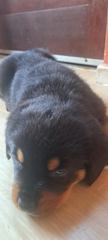 Rottweiler puppies for sale in Ballymena, County Antrim – KC registered, 6 weeks old