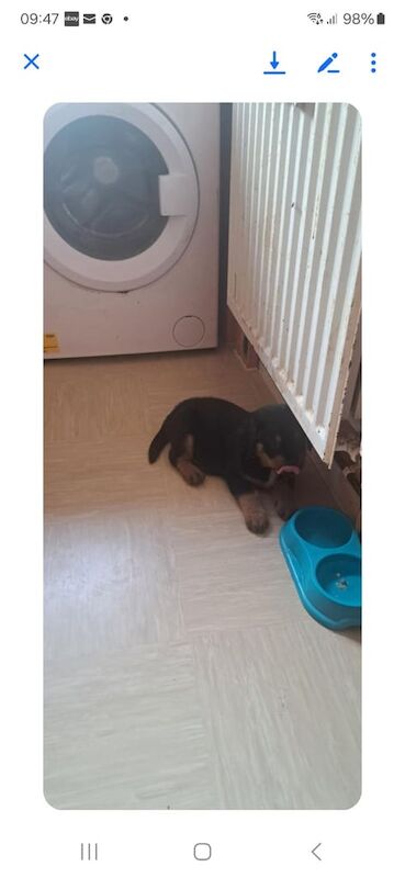 Rottweiler puppies for sale in Ballymena, County Antrim – KC registered, 6 weeks old - Image 2 of 3
