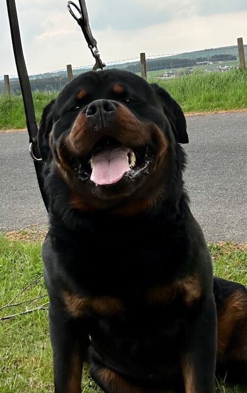3 Years old , 5 Generations KC Pedigree, Very Large Beautiful Boy ! for sale in Lanarkshire