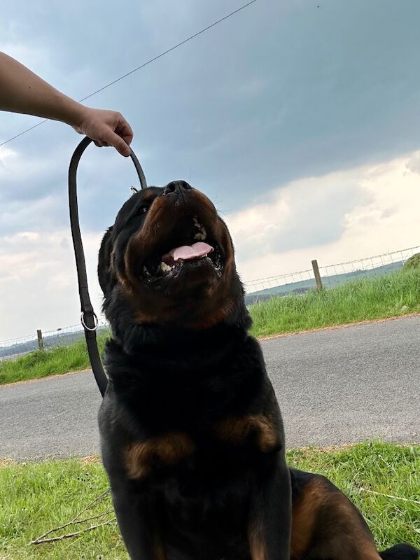 3 Years old , 5 Generations KC Pedigree, Very Large Beautiful Boy ! for sale in Lanarkshire - Image 4