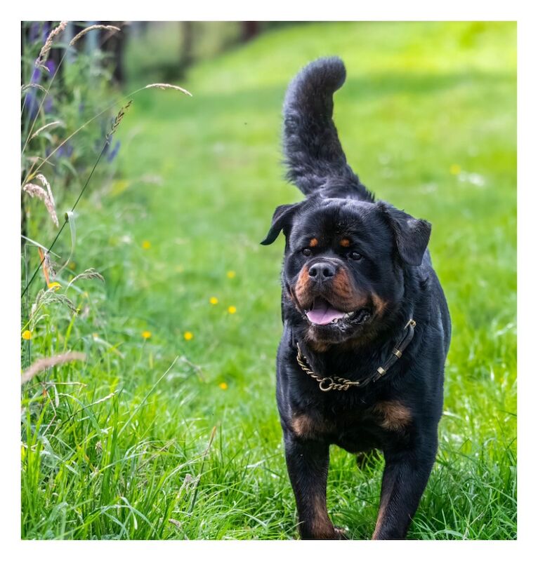 3 Years old , 5 Generations KC Pedigree, Very Large Beautiful Boy ! for sale in Lanarkshire - Image 5