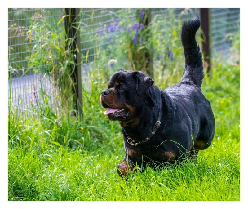 3 Years old , 5 Generations KC Pedigree, Very Large Beautiful Boy ! for sale in Lanarkshire - Image 6