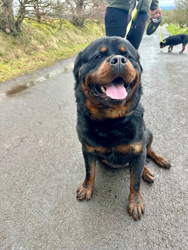 3 Years old , 5 Generations KC Pedigree, Very Large Beautiful Boy ! for sale in Lanarkshire - Image 7