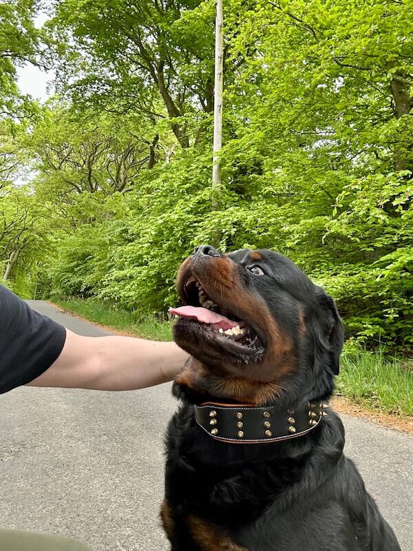3 Years old , 5 Generations KC Pedigree, Very Large Beautiful Boy ! for sale in Lanarkshire - Image 8
