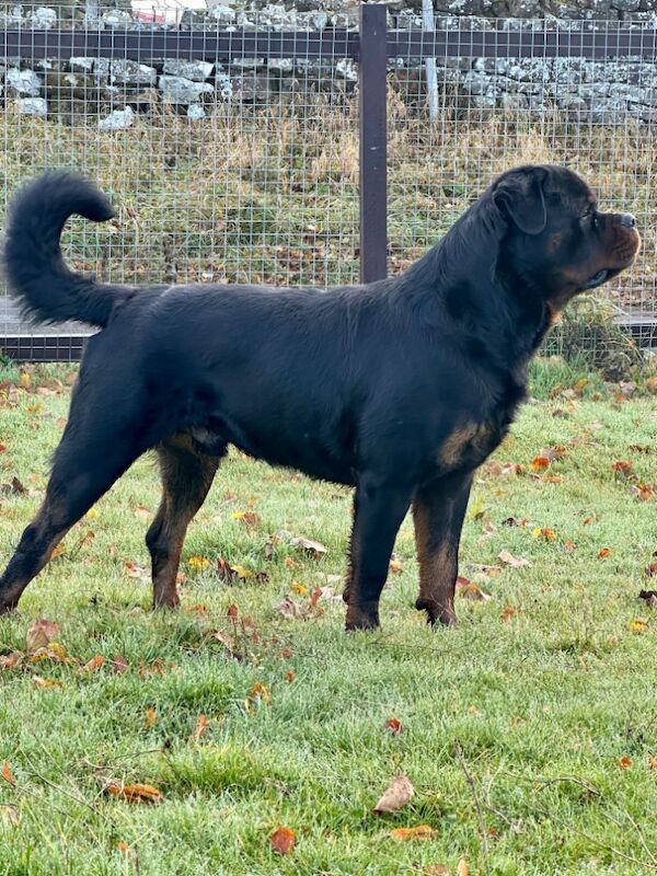 3 Years old , 5 Generations KC Pedigree, Very Large Beautiful Boy ! for sale in Lanarkshire - Image 9