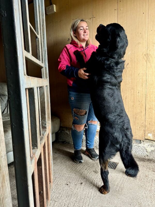 3 Years old , 5 Generations KC Pedigree, Very Large Beautiful Boy ! for sale in Lanarkshire - Image 10