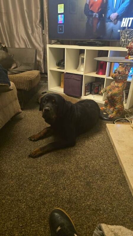 3yr old family friendly Rottie - Image 2 of 4