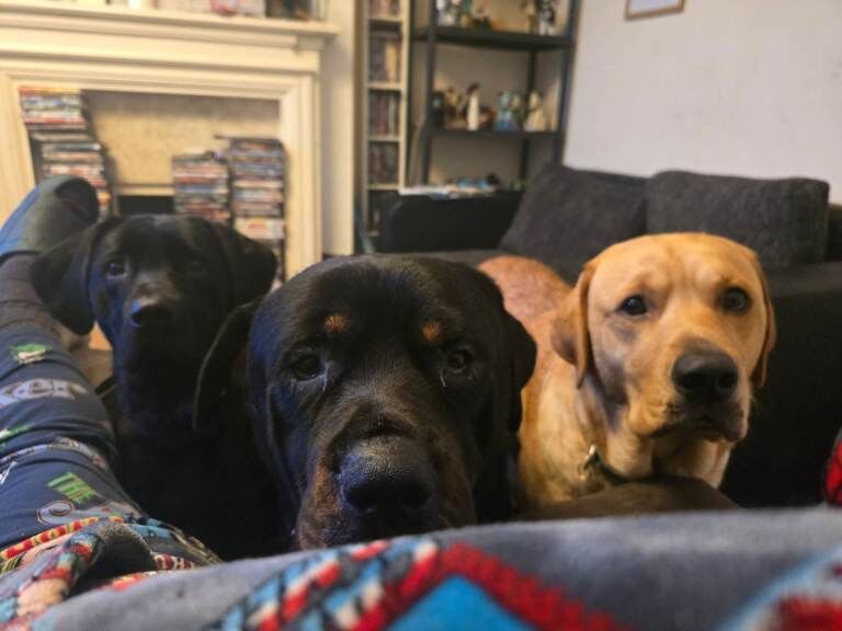 3yr old family friendly Rottie - Image 3 of 4