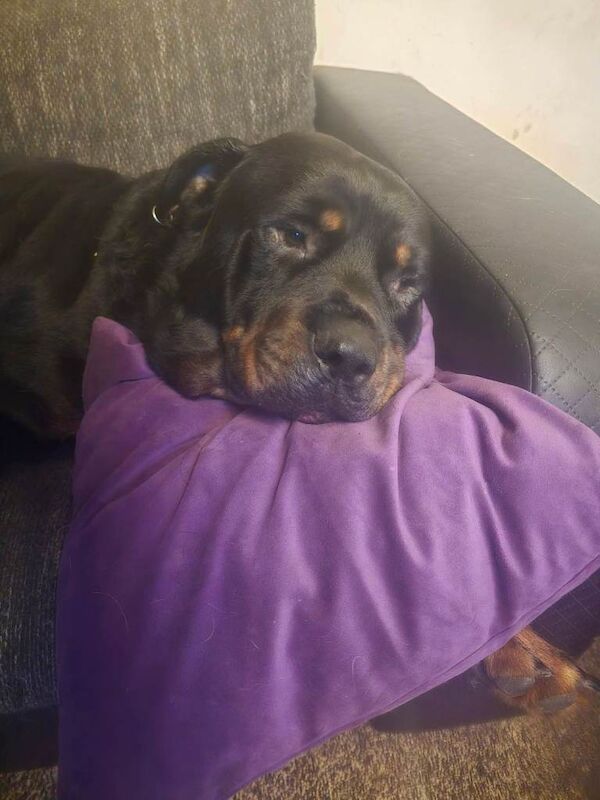 3yr old family friendly Rottie - Image 4 of 4
