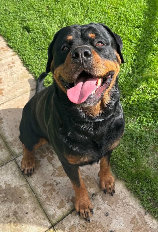 Rottweiler puppies for sale in Salisbury, Wiltshire – 4 years old