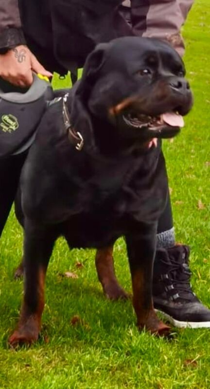 🌟 5-Generation Kennel Club Rottweiler Puppies – Elite Bloodlines, Exceptional Quality 🌟 for sale in Lanarkshire