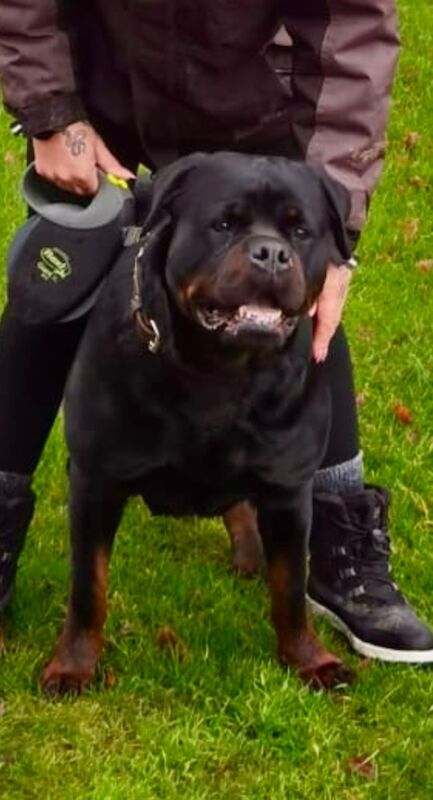 🌟 5-Generation Kennel Club Rottweiler Puppies – Elite Bloodlines, Exceptional Quality 🌟 for sale in Lanarkshire - Image 2