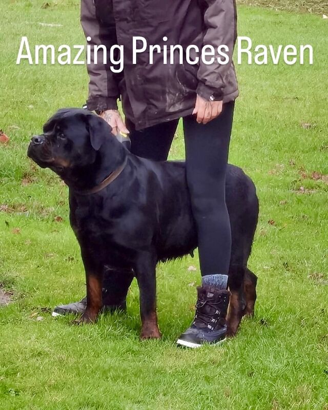 🌟 5-Generation Kennel Club Rottweiler Puppies – Elite Bloodlines, Exceptional Quality 🌟 for sale in Lanarkshire - Image 3