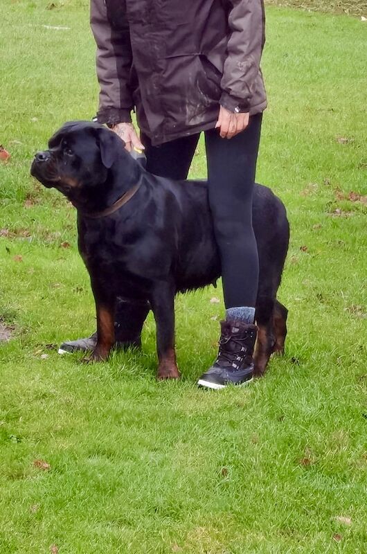 🌟 5-Generation Kennel Club Rottweiler Puppies – Elite Bloodlines, Exceptional Quality 🌟 for sale in Lanarkshire - Image 4
