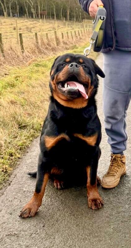 🌟 5-Generation Kennel Club Rottweiler Puppies – Elite Bloodlines, Exceptional Quality 🌟 for sale in Lanarkshire - Image 5