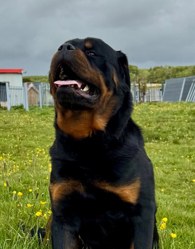 🌟 5-Generation Kennel Club Rottweiler Puppies – Elite Bloodlines, Exceptional Quality 🌟 for sale in Lanarkshire - Image 6