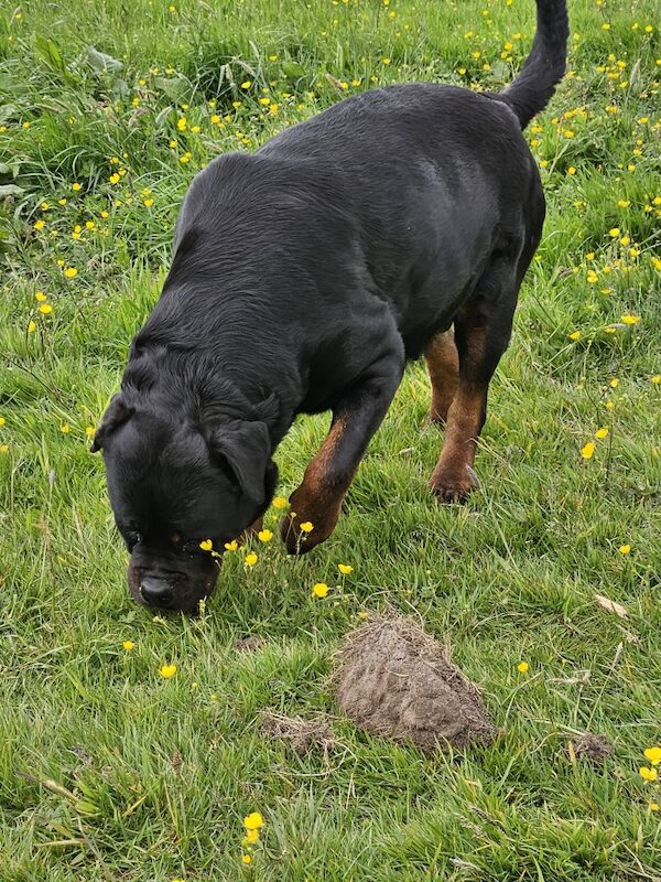 🌟 5-Generation Kennel Club Rottweiler Puppies – Elite Bloodlines, Exceptional Quality 🌟 for sale in Lanarkshire - Image 7