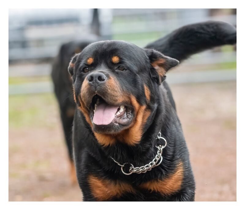 🌟 5-Generation Kennel Club Rottweiler Puppies – Elite Bloodlines, Exceptional Quality 🌟 for sale in Lanarkshire - Image 8