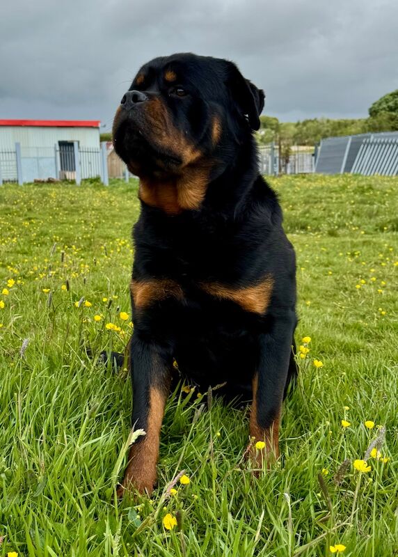 🌟 5-Generation Kennel Club Rottweiler Puppies – Elite Bloodlines, Exceptional Quality 🌟 for sale in Lanarkshire - Image 9