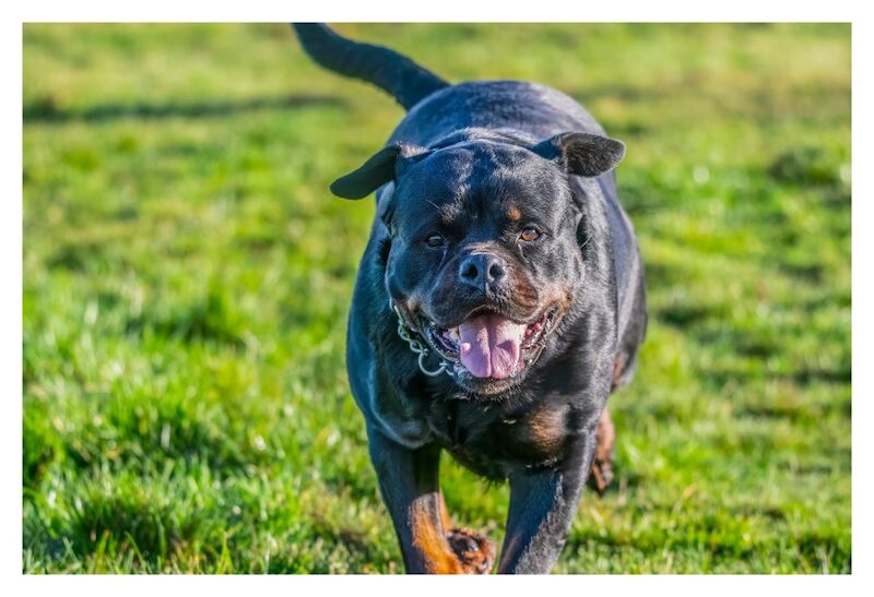 🌟 5-Generation Kennel Club Rottweiler Puppies – Elite Bloodlines, Exceptional Quality 🌟 for sale in Lanarkshire - Image 10