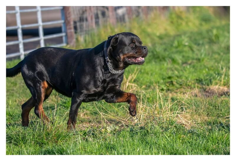 🌟 5-Generation Kennel Club Rottweiler Puppies – Elite Bloodlines, Exceptional Quality 🌟 for sale in Lanarkshire - Image 11