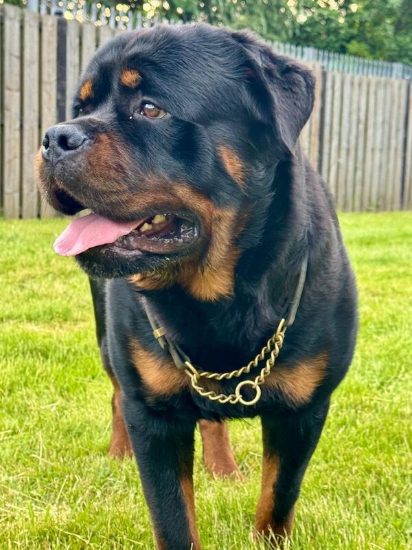 Rottweiler puppies for sale in Lanarkshire – KC registered, 5 weeks old - Image 12 of 15