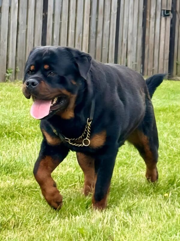 Rottweiler puppies for sale in Lanarkshire – KC registered, 5 weeks old - Image 13 of 15