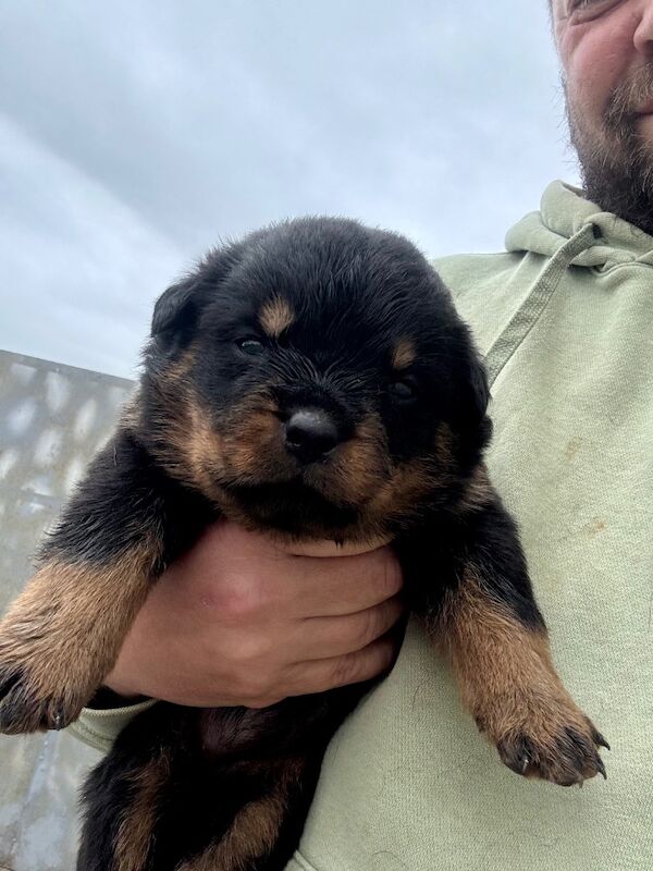 Rottweiler puppies for sale in Lanarkshire – KC registered, 5 weeks old - Image 14 of 15