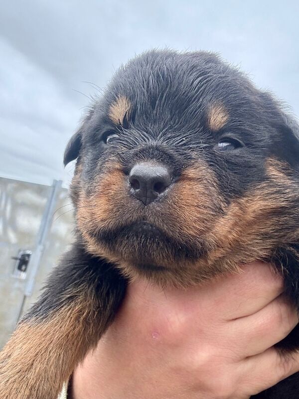 Rottweiler puppies for sale in Lanarkshire – KC registered, 5 weeks old - Image 15 of 15