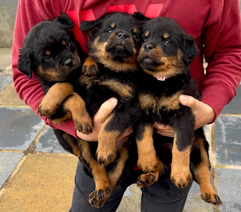 Rottweiler puppies for sale in Lanarkshire – KC registered, 6 weeks old