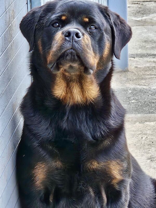 Rottweiler puppies for sale in Lanarkshire – KC registered, 2 weeks old - Image 1 of 7