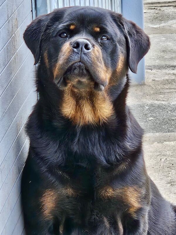 Rottweiler puppies for sale in Lanarkshire – KC registered, 2 weeks old - Image 2 of 7