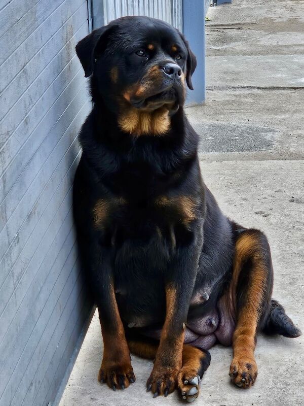 Rottweiler puppies for sale in Lanarkshire – KC registered, 2 weeks old - Image 3 of 7