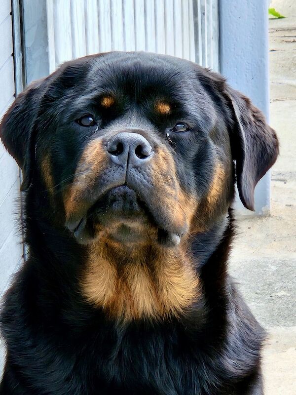 Rottweiler puppies for sale in Lanarkshire – KC registered, 2 weeks old - Image 4 of 7
