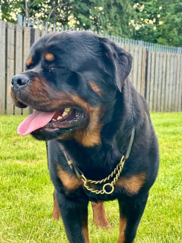 Rottweiler puppies for sale in Lanarkshire – KC registered, 2 weeks old - Image 6 of 7
