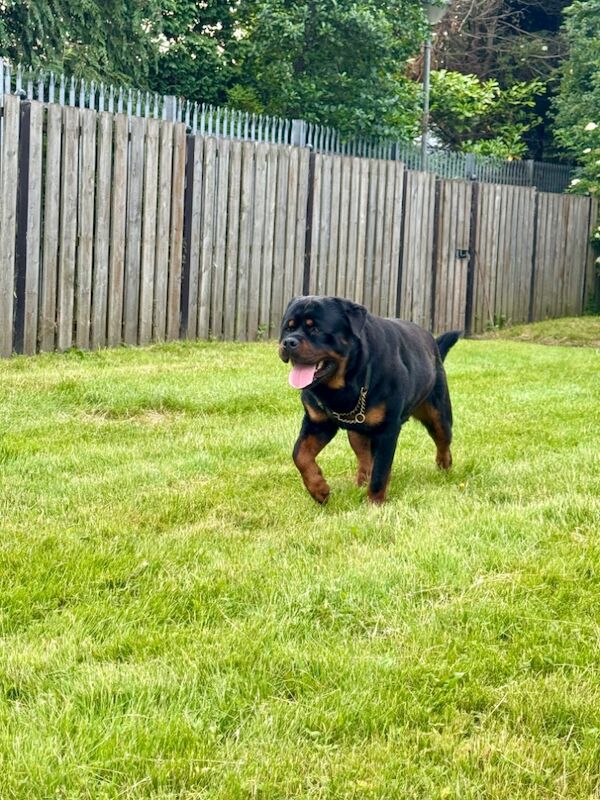 Rottweiler puppies for sale in Lanarkshire – KC registered, 2 weeks old - Image 7 of 7