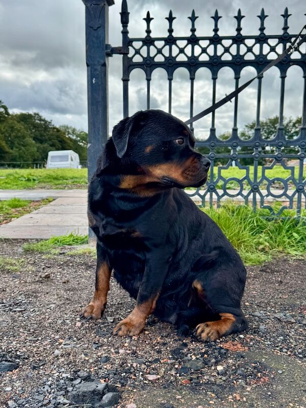 Rottweiler puppies for sale in Lanark, Lanarkshire – KC registered, 8 weeks old - Image 2 of 11