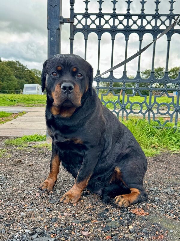 Rottweiler puppies for sale in Lanark, Lanarkshire – KC registered, 8 weeks old - Image 4 of 11