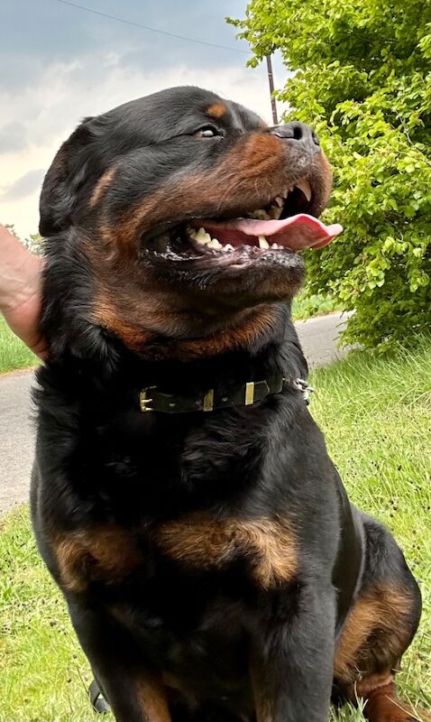 Rottweiler puppies for sale in Lanark, Lanarkshire – KC registered, 8 weeks old - Image 8 of 11