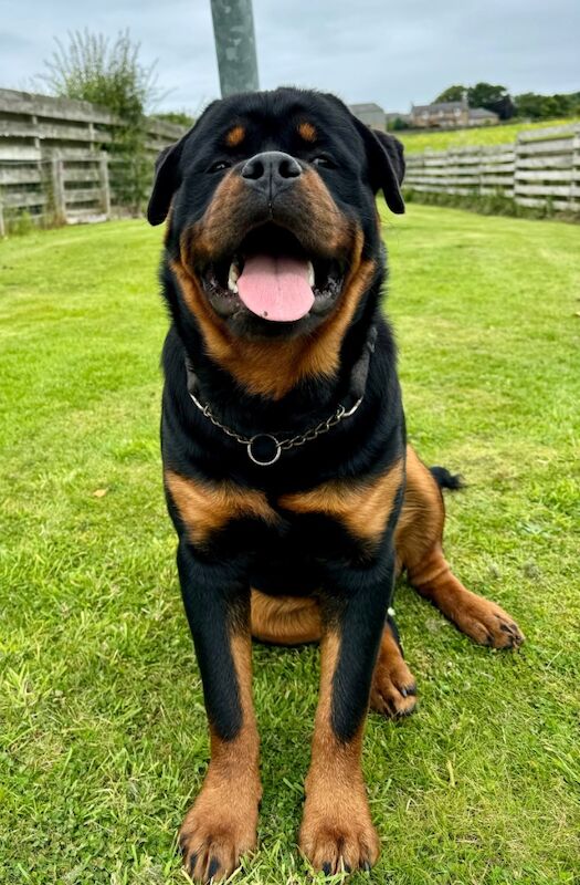 Rottweiler puppies for sale in Lanark, Lanarkshire – KC registered, 8 weeks old - Image 11 of 11