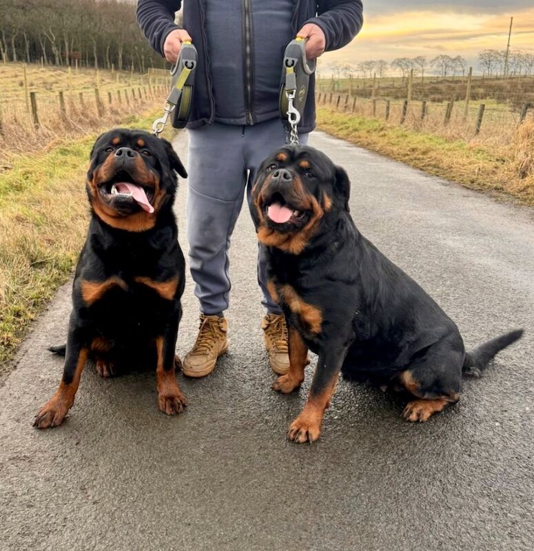 Rottweiler puppies for sale in Lanarkshire – KC registered, 2 weeks old - Image 4 of 4