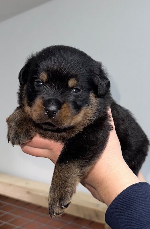 Rottweiler puppies for sale in Lanarkshire – KC registered, 12 weeks old - Image 5 of 9