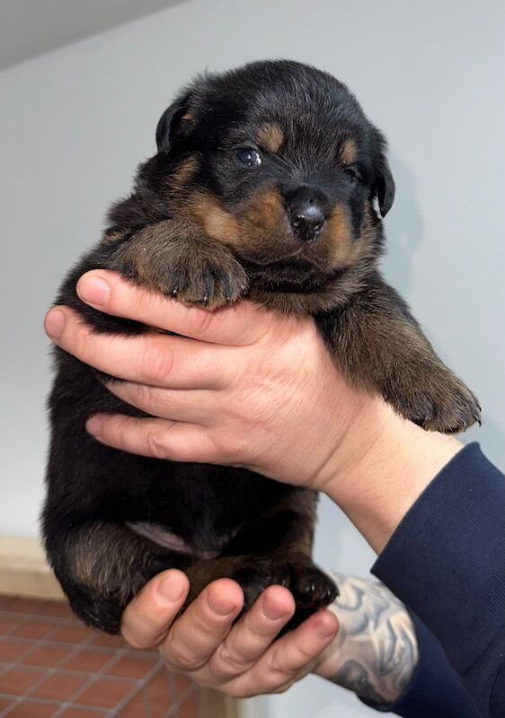 Rottweiler puppies for sale in Lanarkshire – KC registered, 12 weeks old - Image 6 of 9