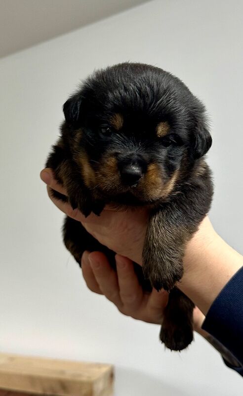 Rottweiler puppies for sale in Lanarkshire – KC registered, 12 weeks old - Image 7 of 9