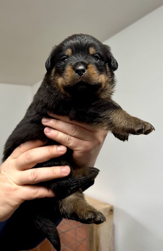 Rottweiler puppies for sale in Lanarkshire – KC registered, 12 weeks old - Image 8 of 9