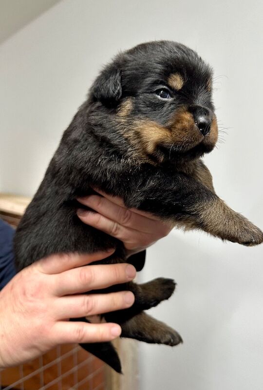 Rottweiler puppies for sale in Lanarkshire – KC registered, 12 weeks old - Image 9 of 9